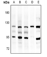 1 - Anti-FGFR3 Antibody AP59553