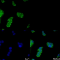 3 - Anti-Glypican 5 Antibody AP59554