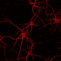 3 - Anti-FGFR2 Antibody AP59555