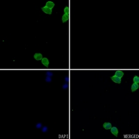3 - Anti-FR alpha Antibody AP59557