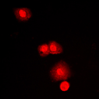 3 - Anti-mTOR Antibody AP59558