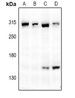 1 - Anti-mTOR Antibody AP59558