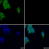 3 - Anti-FYN (Phospho-Y530) Antibody AP59560