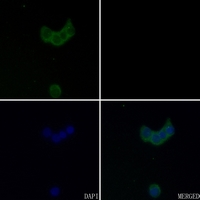 3 - Anti-GABRA4 Antibody AP59561