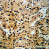 19 - Anti-GABRA4 Antibody AP59561