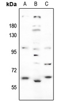 1 - Anti-GABRA4 Antibody AP59561