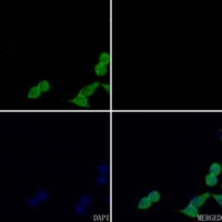3 - Anti-GDF9 Antibody AP59564