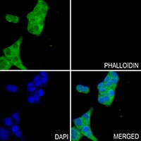 3 - Anti-GCLC Antibody AP59565