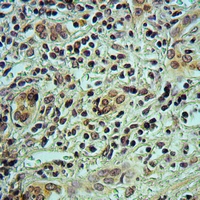 19 - Anti-GNL1 Antibody AP59566