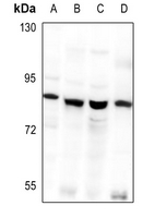1 - Anti-GNL1 Antibody AP59566