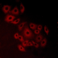 3 - Anti-GPR19 Antibody AP59567