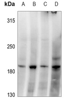 1 - Anti-GRLF1 (Phospho-Y1087) Antibody AP59570