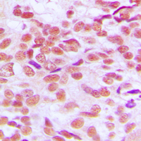 19 - Anti-GSK3 alpha/beta Antibody AP59573