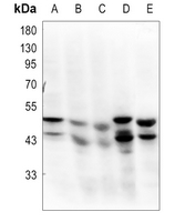 1 - Anti-GSK3 alpha/beta Antibody AP59573