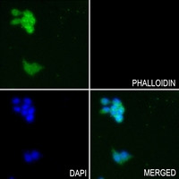 3 - Anti-GTF2E2 Antibody AP59574