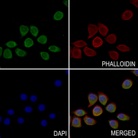 3 - Anti-GUCY1B3 Antibody AP59575