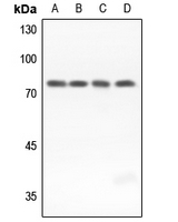 1 - Anti-GUCY1B3 Antibody AP59575