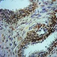19 - Anti-Histone Deacetylase 1 (Phospho-S421) Antibody AP59578