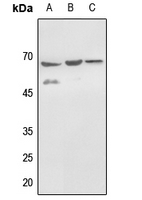 1 - Anti-Histone Deacetylase 1 (Phospho-S421) Antibody AP59578