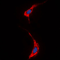 3 - Anti-Neuregulin SMDF Antibody AP59579