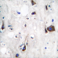 19 - Anti-Neuregulin SMDF Antibody AP59579