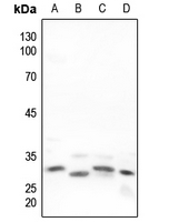 1 - Anti-Neuregulin SMDF Antibody AP59579