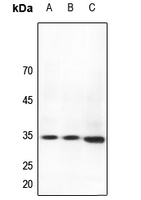 1 - Anti-HOXB4 Antibody AP59580