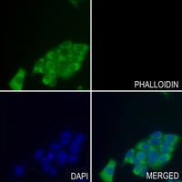 3 - Anti-HSP27 (Phospho-S15) Antibody AP59582