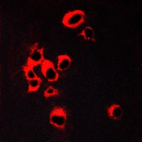 3 - Anti-5-HT2B Antibody AP59584