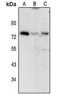 1 - Anti-CD122 Antibody AP59587