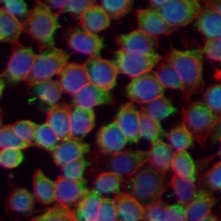 3 - Anti-IL-4 Antibody AP59588