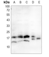 1 - Anti-IL-4 Antibody AP59588