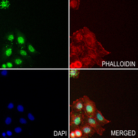 3 - Anti-IRAK1 (Phospho-T209) Antibody AP59591