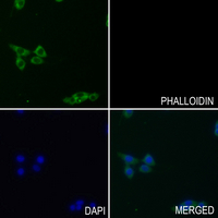 3 - Anti-CD49c Antibody AP59593