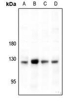 1 - Anti-CD49c Antibody AP59593