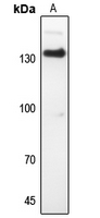 1 - Anti-CD51 Antibody AP59594
