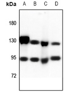 1 - Anti-CD51 HC Antibody [KO/KD Validated] AP59595
