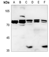 1 - Anti-ITPKB Antibody AP59596