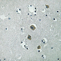 19 - Anti-JAK2 (Phospho-Y570) Antibody AP59598