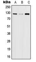 1 - Anti-JAK2 (Phospho-Y570) Antibody AP59598
