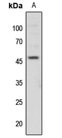1 - Anti-c-Jun (Phospho-T91) Antibody AP59599