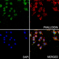 3 - Anti-c-Jun (Phospho-Y170) Antibody AP59600