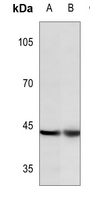 1 - Anti-c-Jun (Phospho-Y170) Antibody AP59600