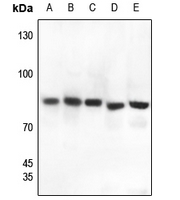 1 - Anti-Gamma-catenin Antibody AP59601