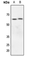 1 - Anti-Kv1.3 Antibody AP59602