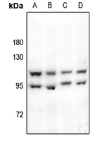 1 - Anti-HSL Antibody AP59608