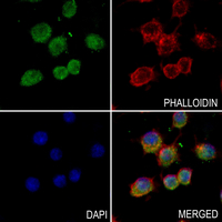3 - Anti-MARCKS Antibody AP59611