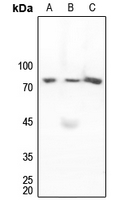 1 - Anti-MARCKS Antibody AP59611