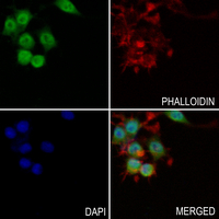 3 - Anti-SMAD1 (Phospho-S187) Antibody AP59613