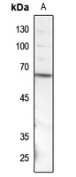 1 - Anti-SMAD1 (Phospho-S187) Antibody AP59613